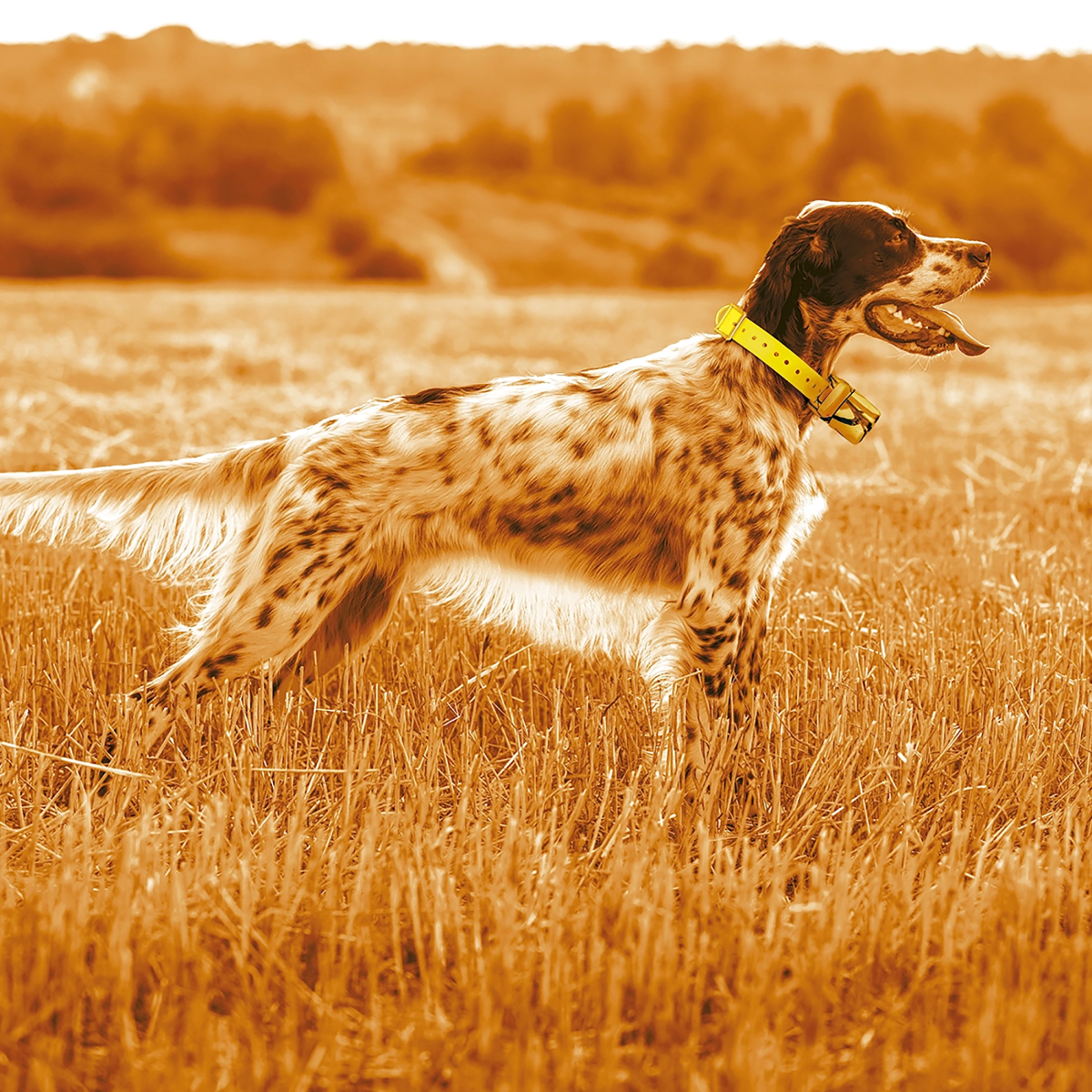 Localizador para perros GPS Midland Beeper One imagen lifestyle perro